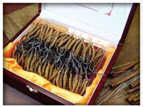 桂林冬虫夏草回收